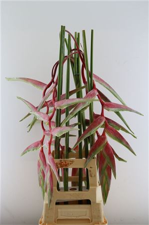 HELICONIA SEXY PINK 90cm